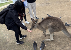 カンガルーとの触れ合い